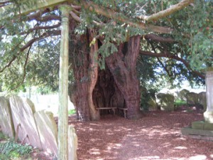 Much Marcle - Herefordshire - St. Bartholomew - yew tree
